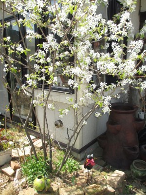 ジューンベリー 秋田で庭 エクステリアをプロデュース ガーデン ライフ スタイル
